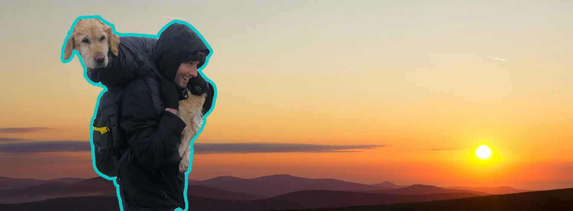 Wicklow dog Rescue