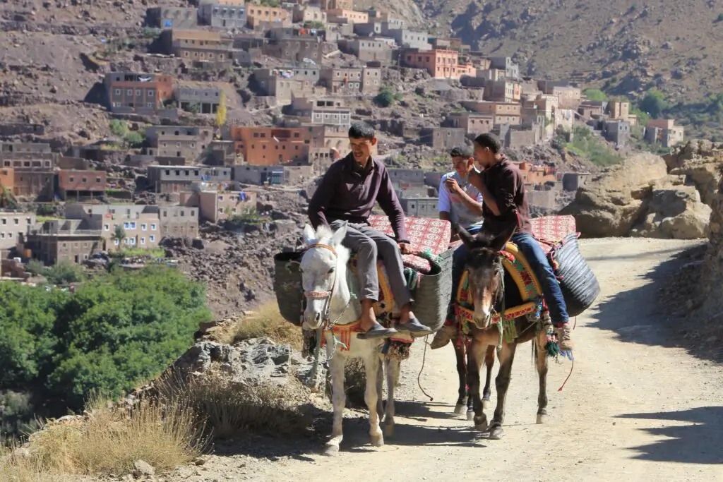 Mount Toubkal Circuit expedition team porters on mules trasnporting luggage along the trail, Morocco