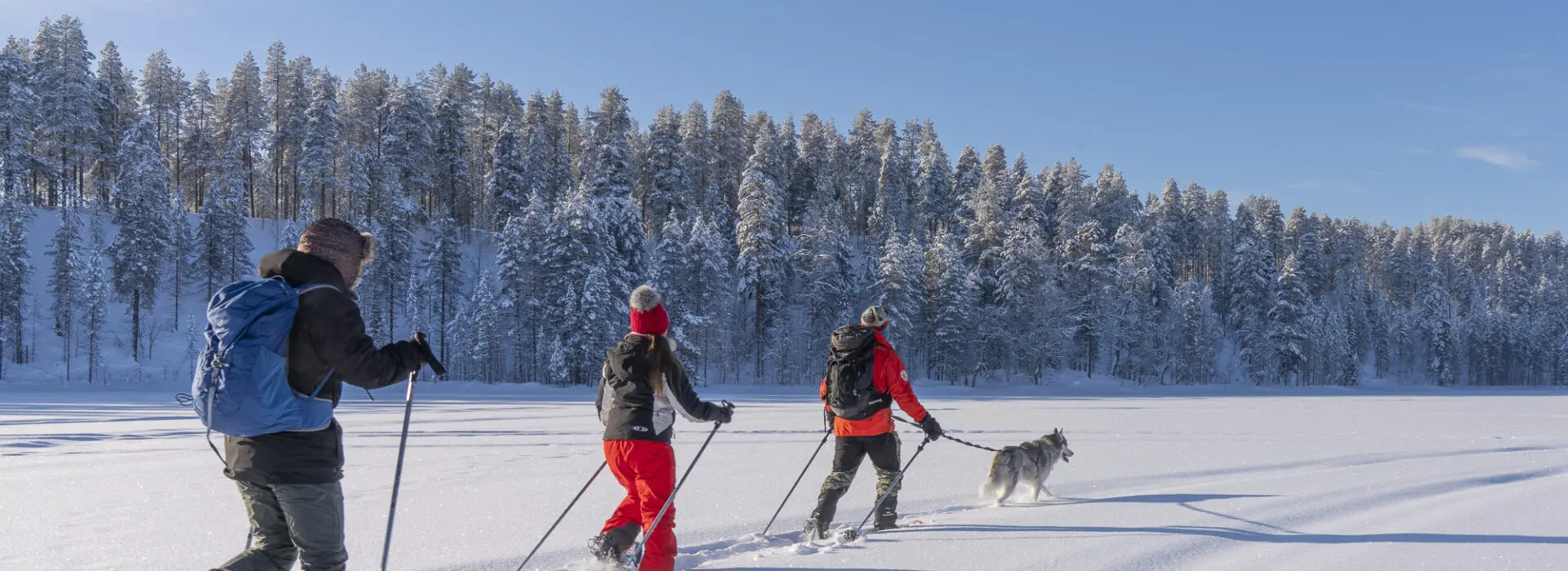 Three people snowshoeing through deep snow in Syöte National Park surrounded by snow covered trees and a clear blue sky