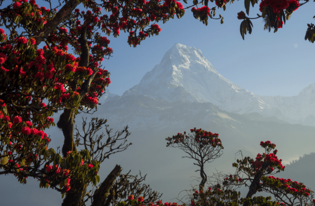 Annapurna Base Camp trek in spring, Nepal
