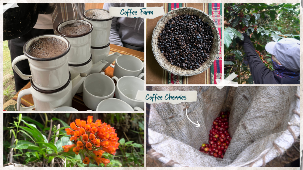 Montage of images from a coffee farm in Peru