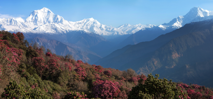 Rhododendrons in Spring, Annapurna Base Camp, Nepal