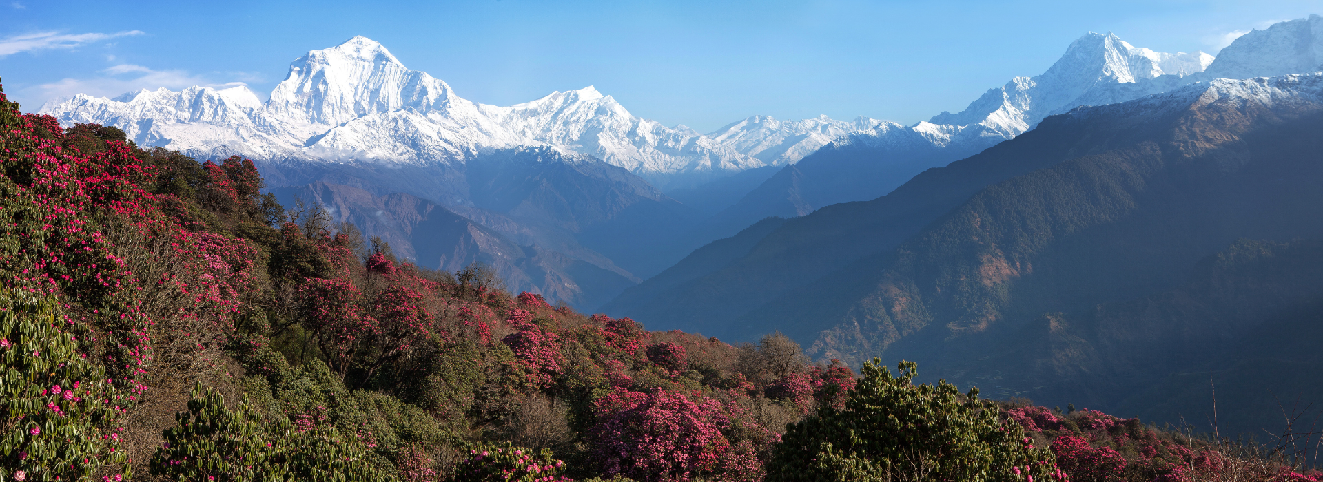 Rhododendrons in Spring, Annapurna Base Camp, Nepal