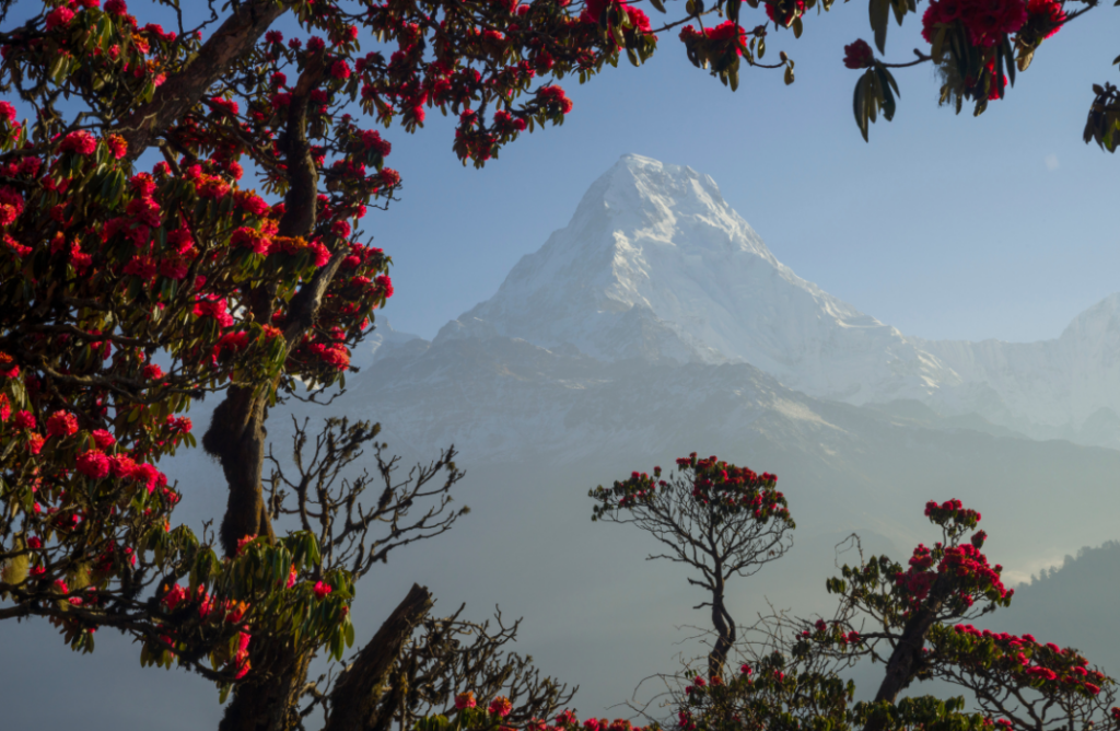 Annapurna Base Camp trek in spring, Nepal