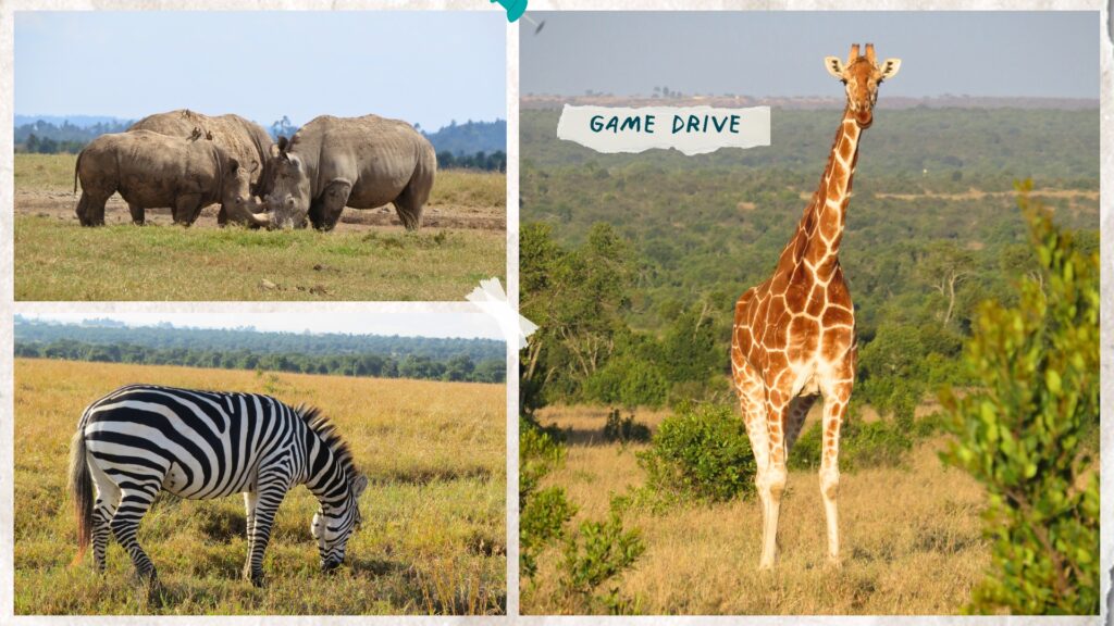 On a safari game drive in Ol Pejeta Conservancy we spot rhinos, zebras and giraffes