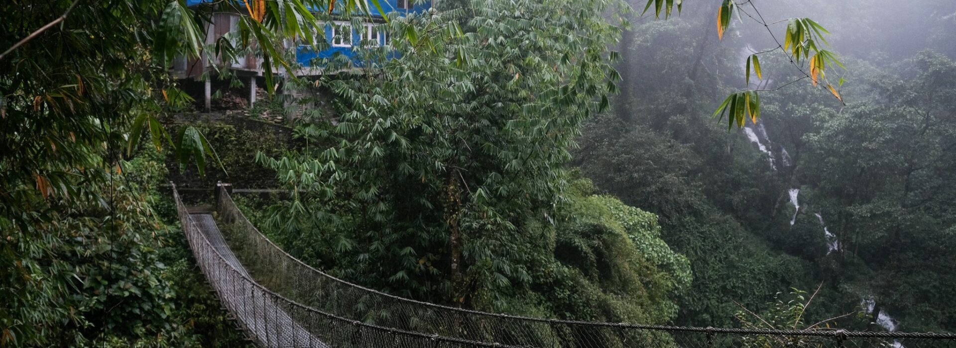 A rope bridge in the forest