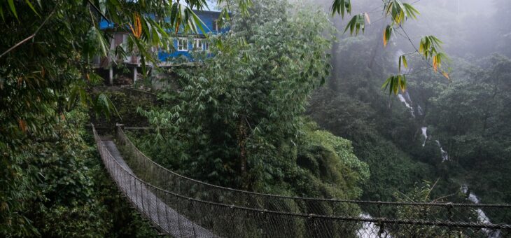 A rope bridge in the forest