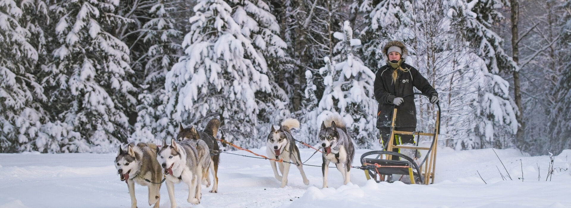 Woman driving sled with a team of 5 huskies